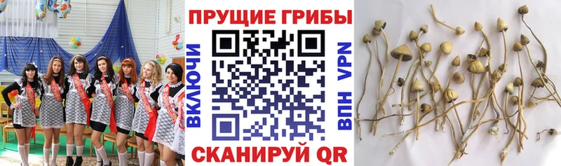 Псилоцибиновые грибы Cubensis  Приморск 
